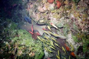 Sleeping Nurse Shark - Bimini, Bahamas - The Strip.  Seas... by Claudia Creson 